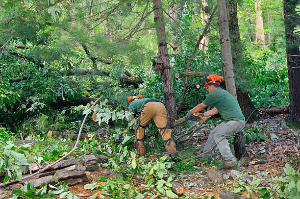 Best Tree Health Inspection  in Fairview, UT